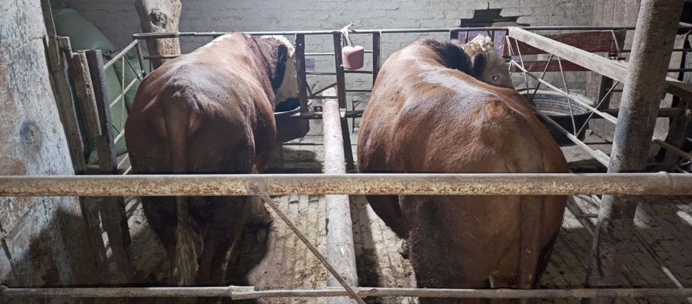 Grinford buqalar sotiladi