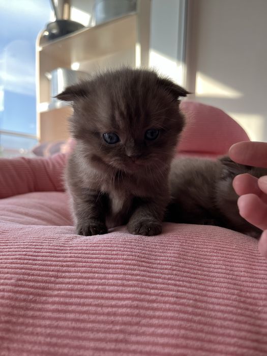 Продаются шикарные котята