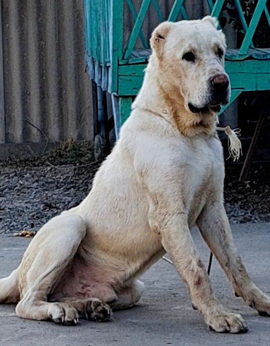 Алабай бойцовких линий