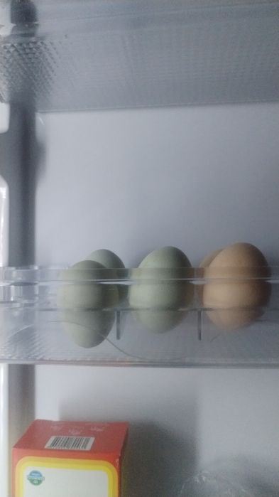 Продам хороших курей и цыплят