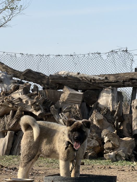 Акита американский