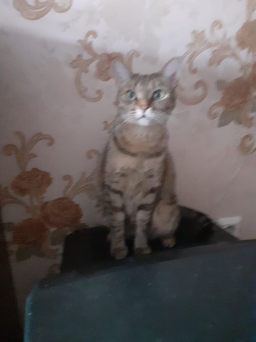 Кошечка Мура ищет новый дом!