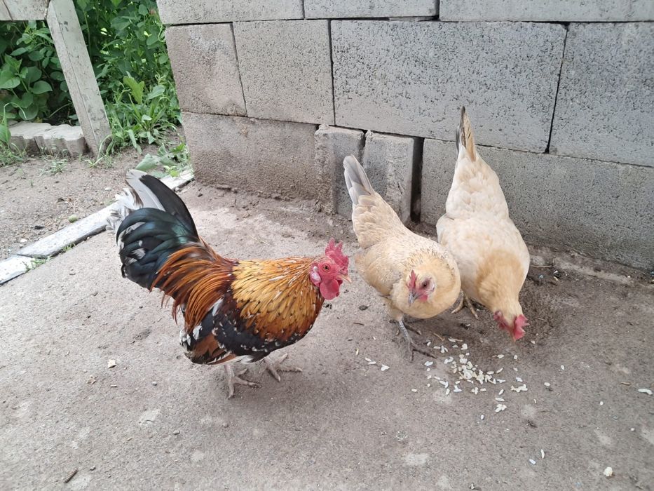 срочно продам курей