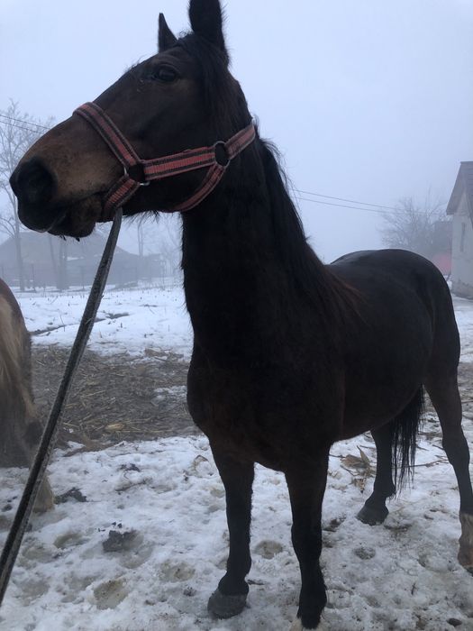 De vanzare iapa de 7 ani