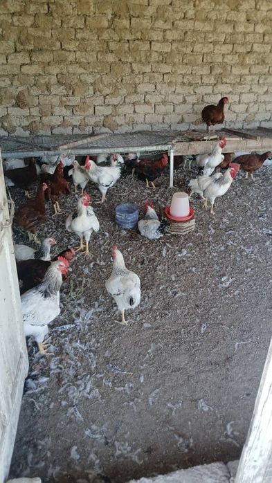 Adler xorozlari 25 bor