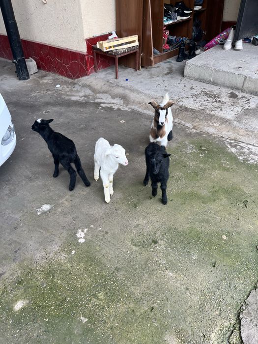 Романовский қозылар