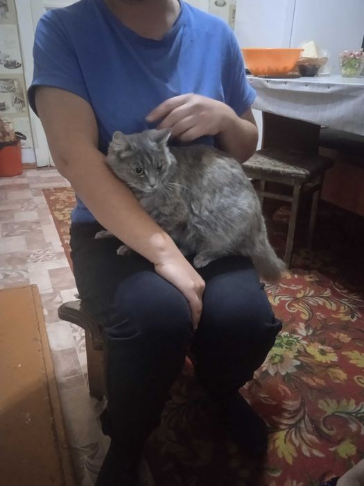 Отдам в хорошие руки кошку