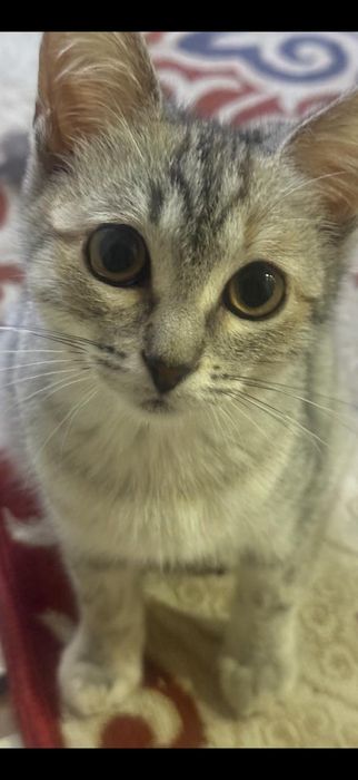 Отдам двух породистых котят, в добрые руки!