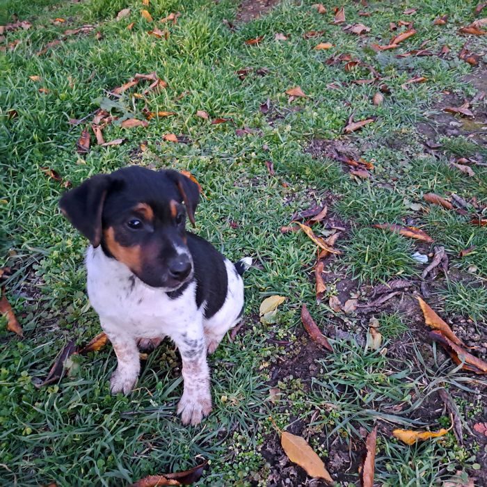 Трицветен Фокстериер