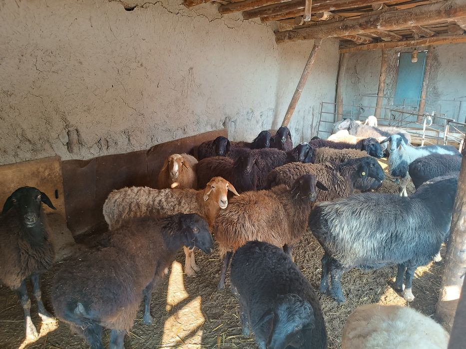 Boʻgʻoz qoʻyla sotiladi