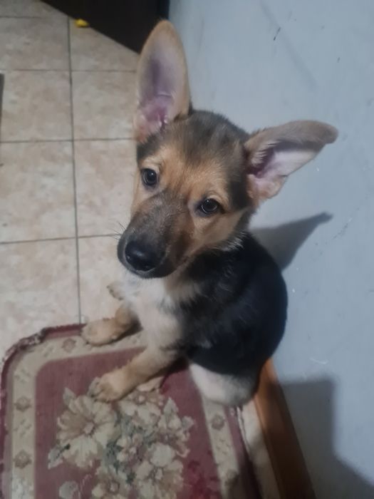 О дам щенка 3х мес девочку дворняжку