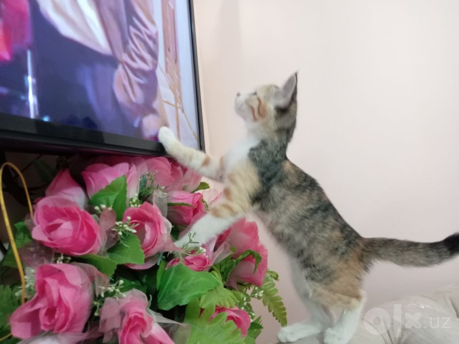 Домашние животные котята
