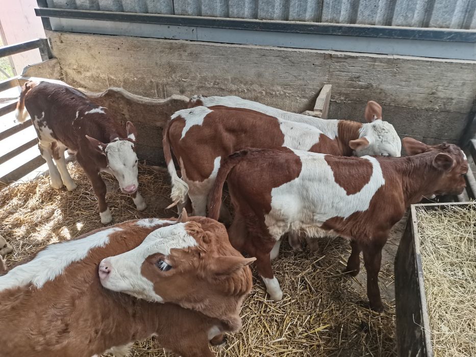 Vand vitei baltat românesc