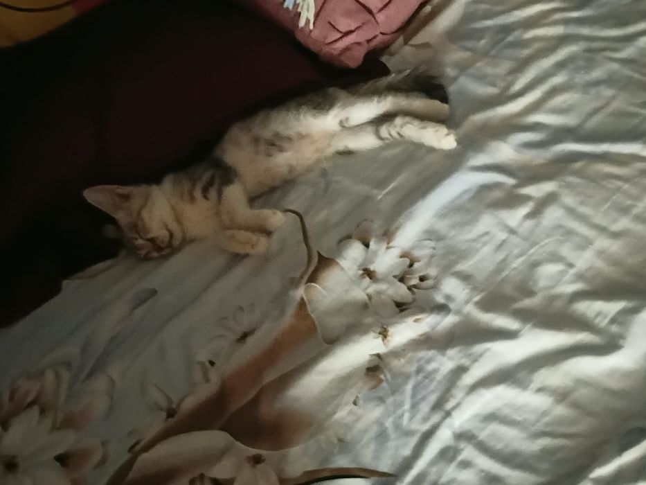 ищут дом 4 замечательных котят