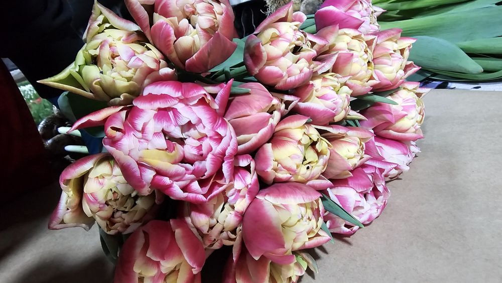 Тюльпаны только оптом