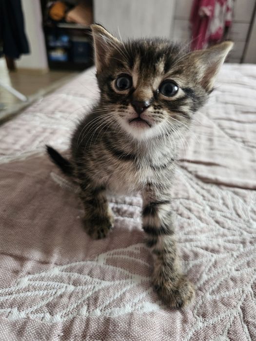 Отдам котят в хорошие руки
