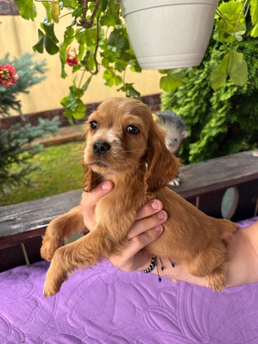 Cocker spaniel baiat