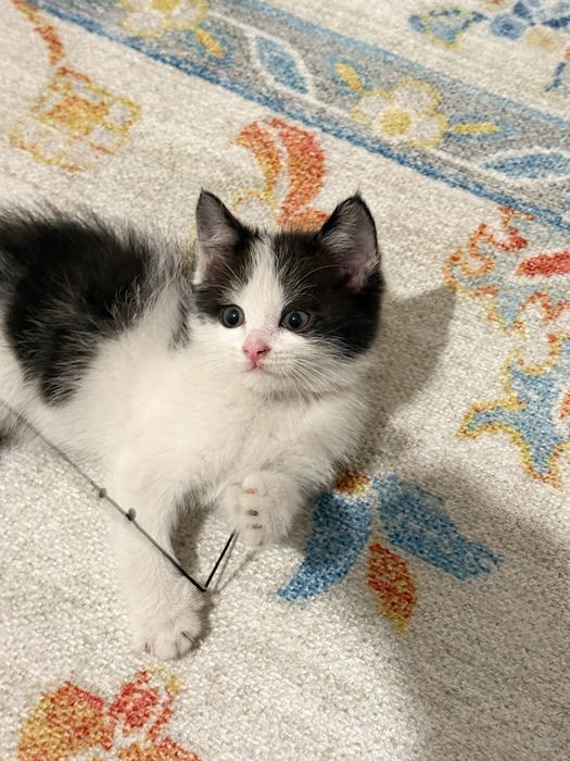 Котенок ищет себе семью
