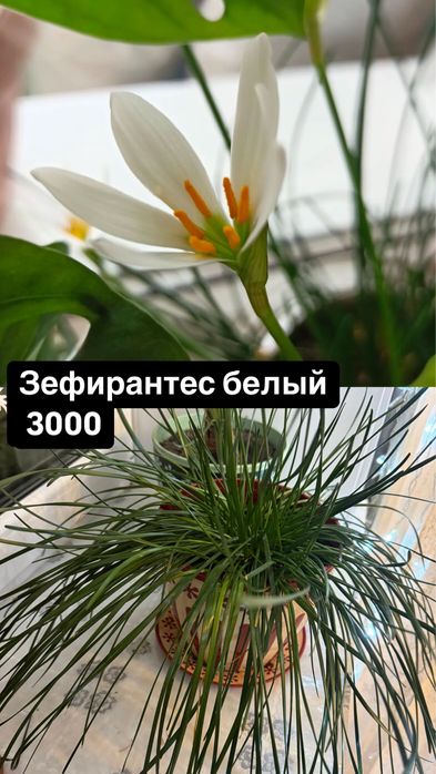 Домашние растения