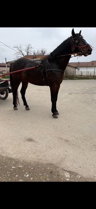 Vând câlan de 3 ani trapas