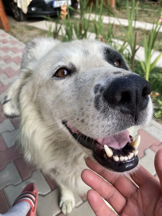 Catel   adoptie Neamt -Bodesti