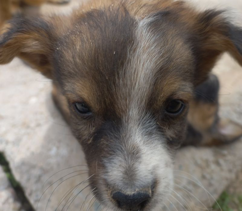 Продам щенков. Хорошие руки.