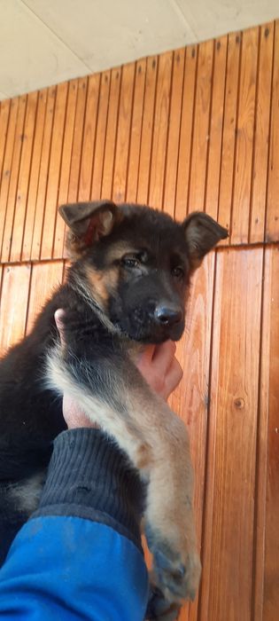 Щенок немецкой овчарки