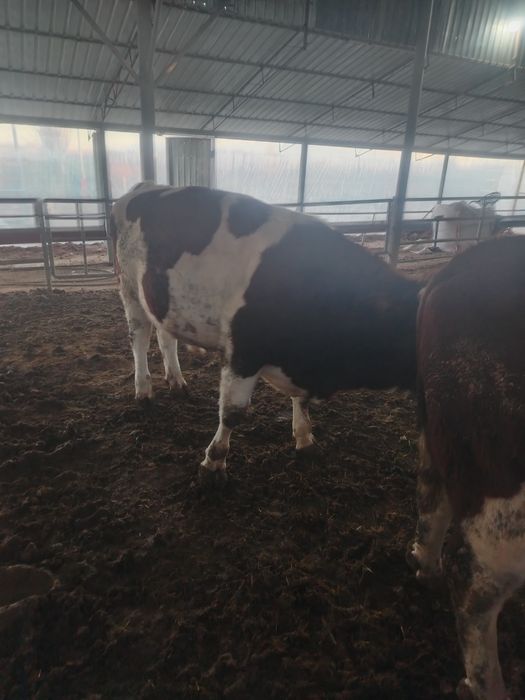 Smental buqa 1 yosh 2 oylik