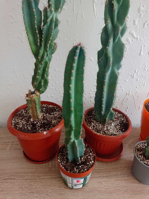 Кактуси   Cereus