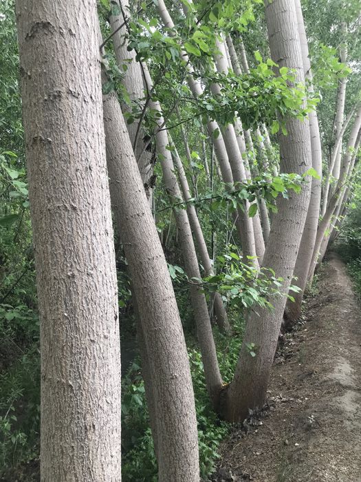 Калифорния терак