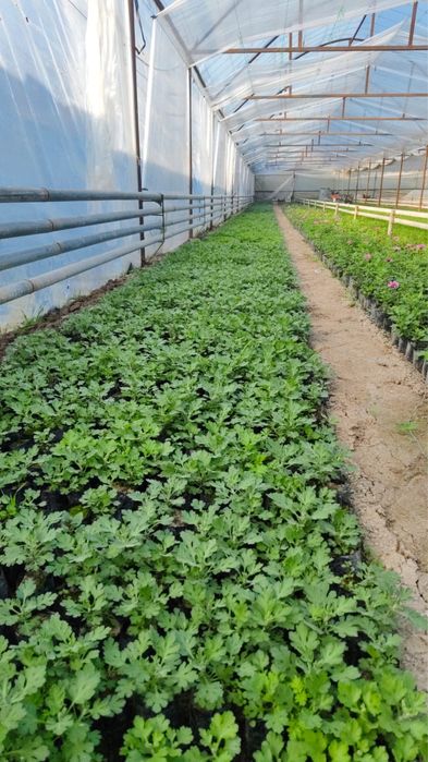 Хризантемма летняя и мультифлора