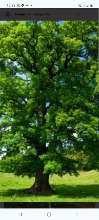 DUB.Daraxti katta va kichik bargli