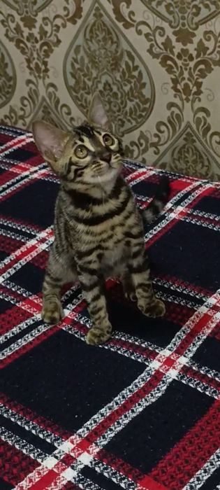 Продаётся бенгальская кошечка 

Ищет любящую семью очаровательная бе