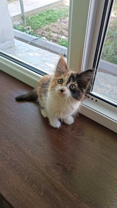 Котята в добрые ответственные руки