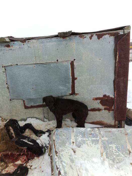 Тазы шашақ күшік сатылады