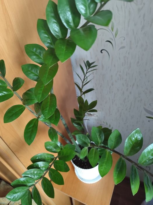 Продам комнатные цветы