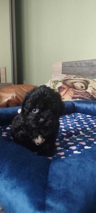 Мальтипу щенки малыши