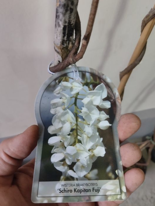 Глициния  А.Кипарис