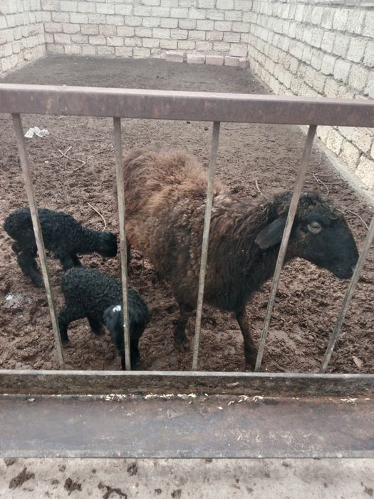 Қозылы қойлар сатылады 110 мың