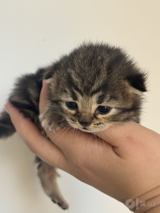 Скотиш фолд девочка