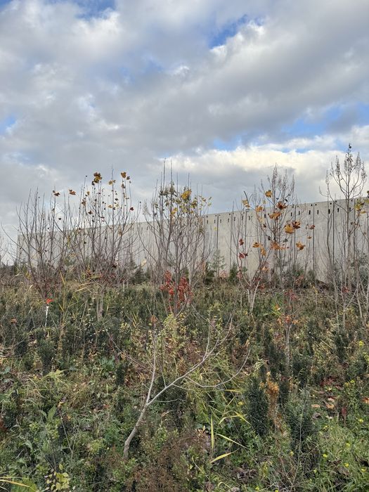 Тюльпанное дерево.