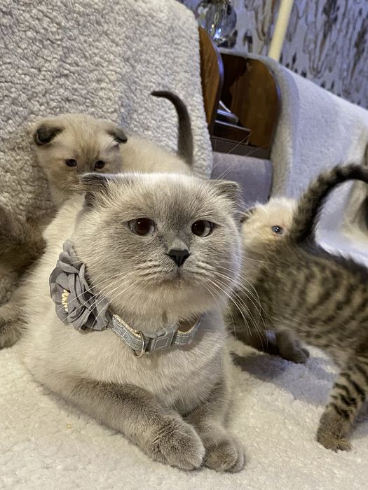 Shinshila soglom akilli