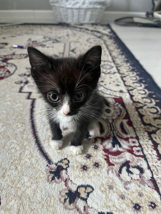 Отдам котенка в хорошие руки