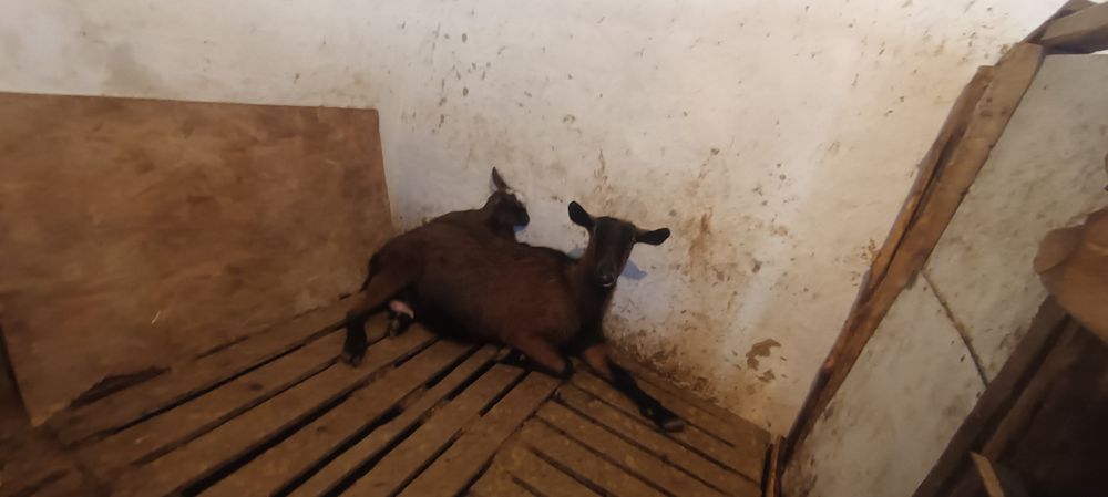 Сауын чех пародалы ешки