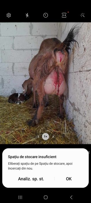 Iezi si capre de vanzare