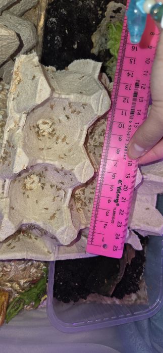 Домовые сверчки малыши