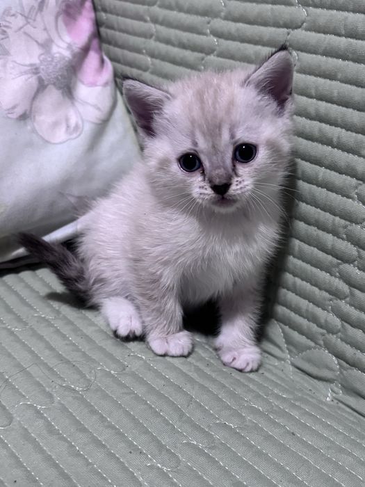 Отдам котят в добрые руки