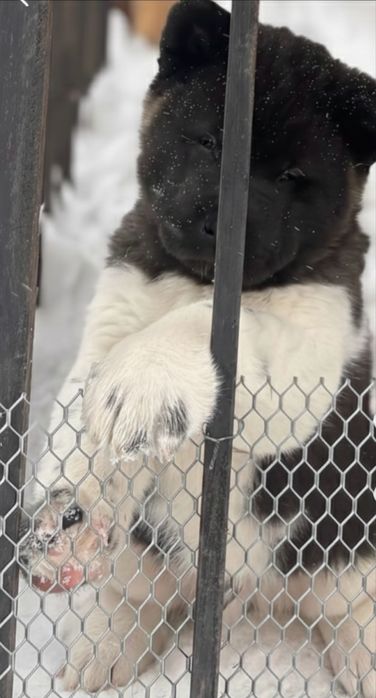 Американская Акита