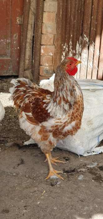 Cocoși Wyandotte albastru auriu