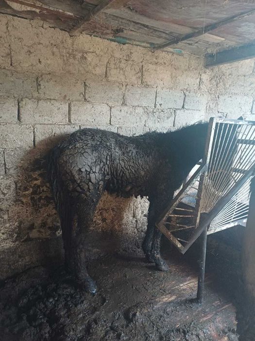 Продается Жеребец